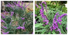 NEW Mexican Sage or Salvia leucantha Pint Plant - $54.99