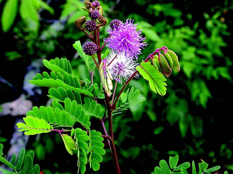 10 Seeds Giant Acacia Caesia Natural Bath Scrubber Incha Enja Nikuncham ... - $10.01