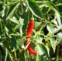 Cayenne Pepper, Long RED Thin, Heirloom, 100 Seeds,Great Fresh OR Dried - £2.36 GBP