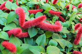 Acalypha Pendula Dwarf Chenille Plant 1 Plant Garden Fresh USA Shipping - £26.28 GBP