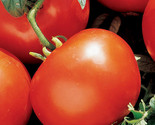 100 Manitoba Tomato Seeds Fast Shipping - $8.99