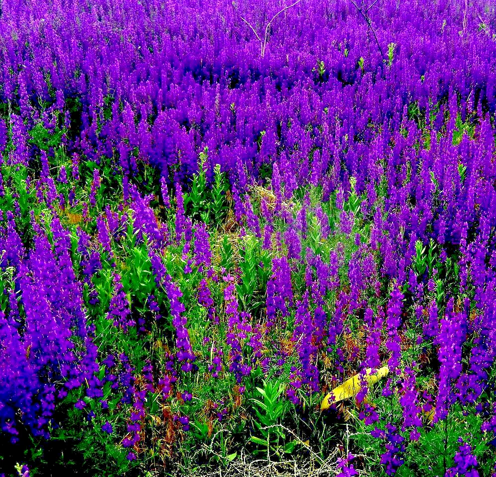 100 VIPERS BUGLOSS Seeds (Echium vulgare) Hardy Garden Perennial Flower ... - $16.38