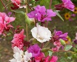 Clarkia Flower Seeds 1000 Annual Flower Garden Bright Colors 24 Fast Shi... - $8.99