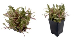 2.5&quot; Pot Live Plant Multicolor Ajuga reptans Carpet Bugle Fairy Garden US Seller - £30.65 GBP
