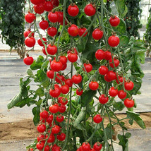 Fresh 50 Seeds Crokini Tomato Juicy Tomatoe Vegetable Edible Food Gardening USA  - $8.32