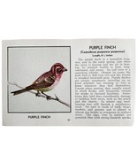 Purple Finch Bird Print 1931 Blue Book Birds Of America Antique Art PCBG13B - $28.07 CAD