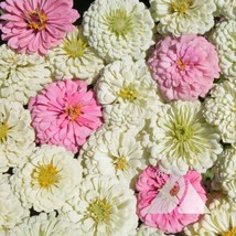 Zinnia Blushing Bride Mix Cut Flowers Pollinators Weddings Non-Gmo 100 S... - £7.79 GBP