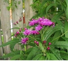 100 Seeds Missouri Ironweed Monarch Flower Native Purple Vernonia Missurica - £13.84 GBP