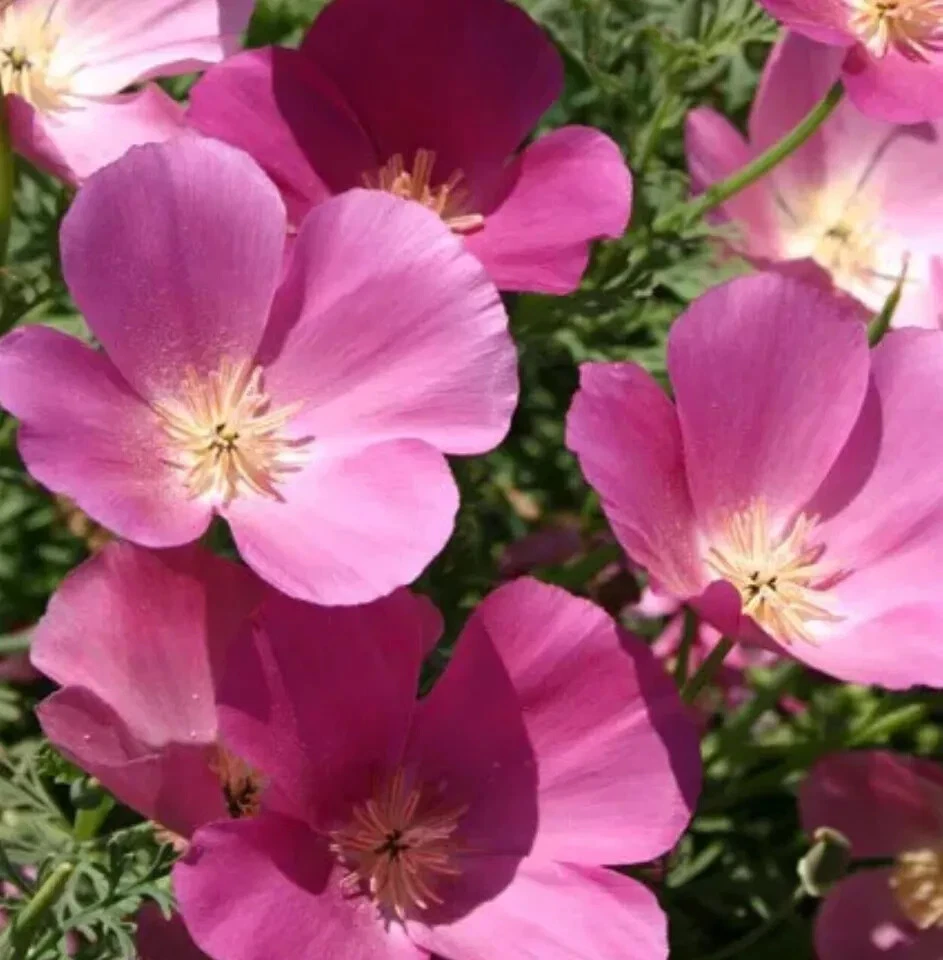 Purple Gleam California Poppy 25 AUTHENTIC Seeds Non GMO Annual - $10.04