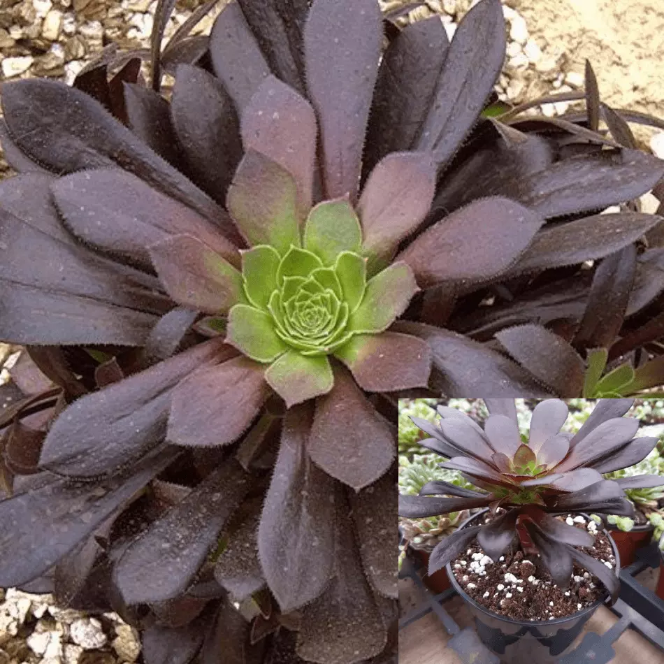 5 Cuttings Aeonium Xpoldark Agavaceae Black Purple Succulent Live Plant ... - $532.83 MXN