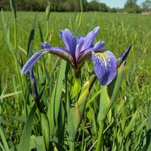 USA SELLER Iris Versicolor Northern Blue Flag Liver Lily Water Iris 10 Seeds Fre - £14.43 GBP