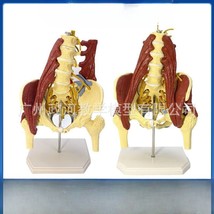 Anatomy Lumbar Vital Muscles Part 1:1 Pelvic Vertebrae Spine Skeleton Mo... - $193.04+