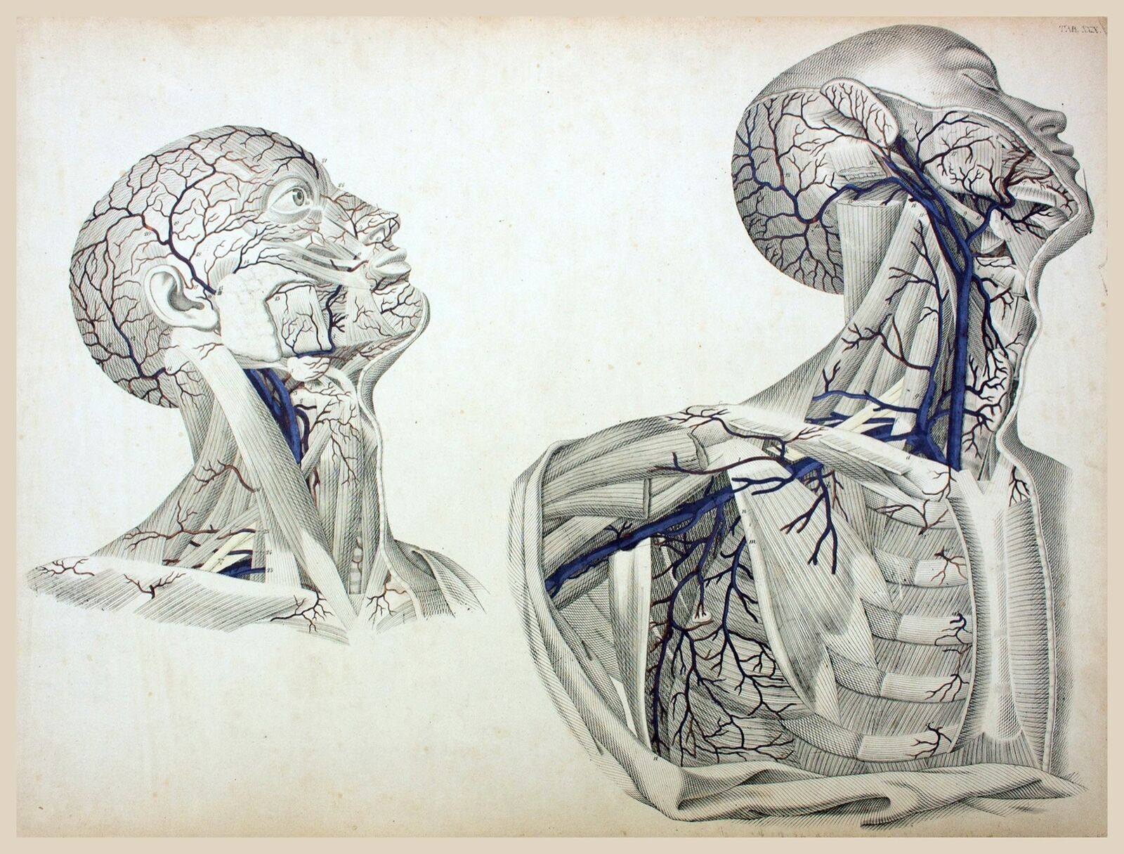 Decor POSTER.Room bedroom art.Interior design.Anatomy human illustration.7061