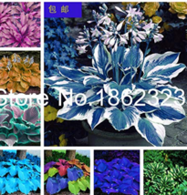 200 Seeds Colorful Hosta Flores Bonsai Flower Plantas Coleus Genus Planting Pott - $10.67