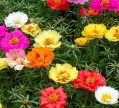 500 Moss Rose Seeds Portulaca Double Mix Annual Flower Garden - £5.59 GBP