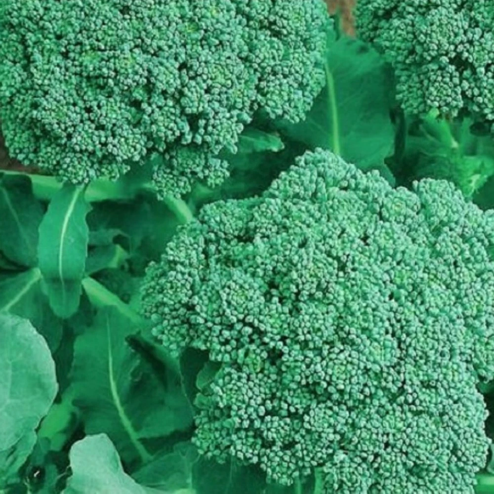 Broccoli Seeds | NON-GMO Broccoli Seeds | Fresh Heirloom Garden Seeds - $23.09