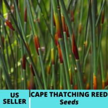25Pcs Cape Thatching Reed Seeds Elegia Tectorum Seed - £14.98 GBP