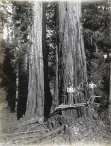 Photo of The Lumberjacks Who Felled California’s Giant Redwoods 8.5x11 - £10.08 GBP