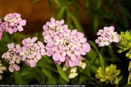 50 Iberis Pink Evergreen Candytuft Flower Seeds Mix Deer ResistantFrom US  - £6.45 GBP