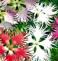 200 Seeds Beautiful Fringed Assorted Flower Seeds - £10.34 GBP