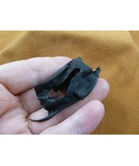 (s800-49) Shark or Skate egg case casing Chondrichthyes educational love... - $17.82 CAD