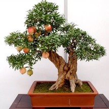 USA-Seller 50pcs bonsai pomegranate seeds very sweet fruit - $6.60