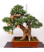 USA-Seller 50pcs bonsai pomegranate seeds very sweet fruit - $6.60