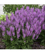 50 Back to the Fuchsia Salvia Seeds Flower Seed Perennial Flowers - $11.29