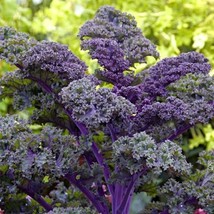 USA Seller Scarlet Kale 50 Seeds Brassica Oleracea Var - £7.90 GBP