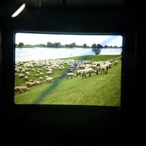 VTG 35mm Found Slide Sheep In The Field Near Baltic Sea 1987 Kodachrome Photo - £7.92 GBP