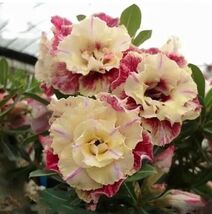 5 pcs Desert Rose Flower Adenium obesum &quot;PEONY&quot; bonsai Seeds （G） - $5.65