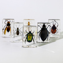 6 Pcs Insect in Resin Specimen Bugs Collection Paperweights Arachnid Res... - $40.79