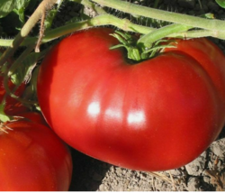 Easy To Grow Seed - 30 Seeds Delicious Tomato NON-GMO - £3.23 GBP