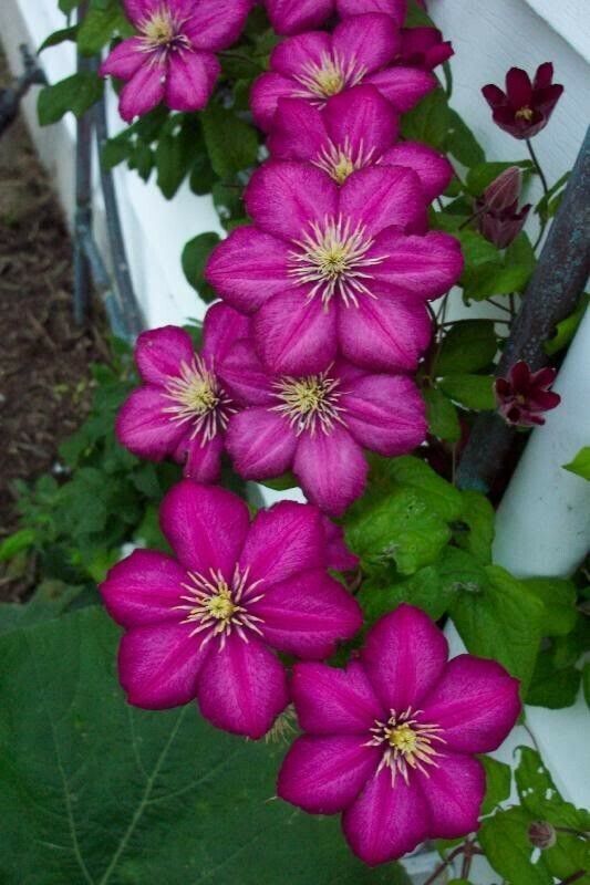 25 Magenta Clematis Seeds Bloom Flowers Perennial Seed Flower Fresh Gard... - $9.78