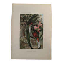 1898 Animate Creation &#39;resplendent Trogon&#39; Lithographed Print, L. Prange / Hess - £11.99 GBP