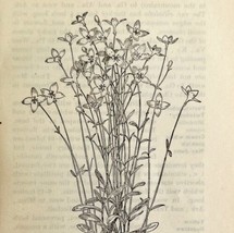 1905 Bluets Wild Flower Print Pen &amp; Ink Lithograph Antique 6.75 x 3.75&quot; - £6.96 GBP