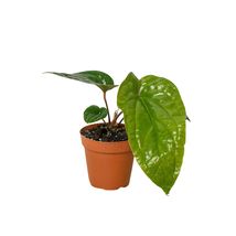 Anthurium 'Radicans x Luxurians'-6" Pot - $1,890.21 MXN