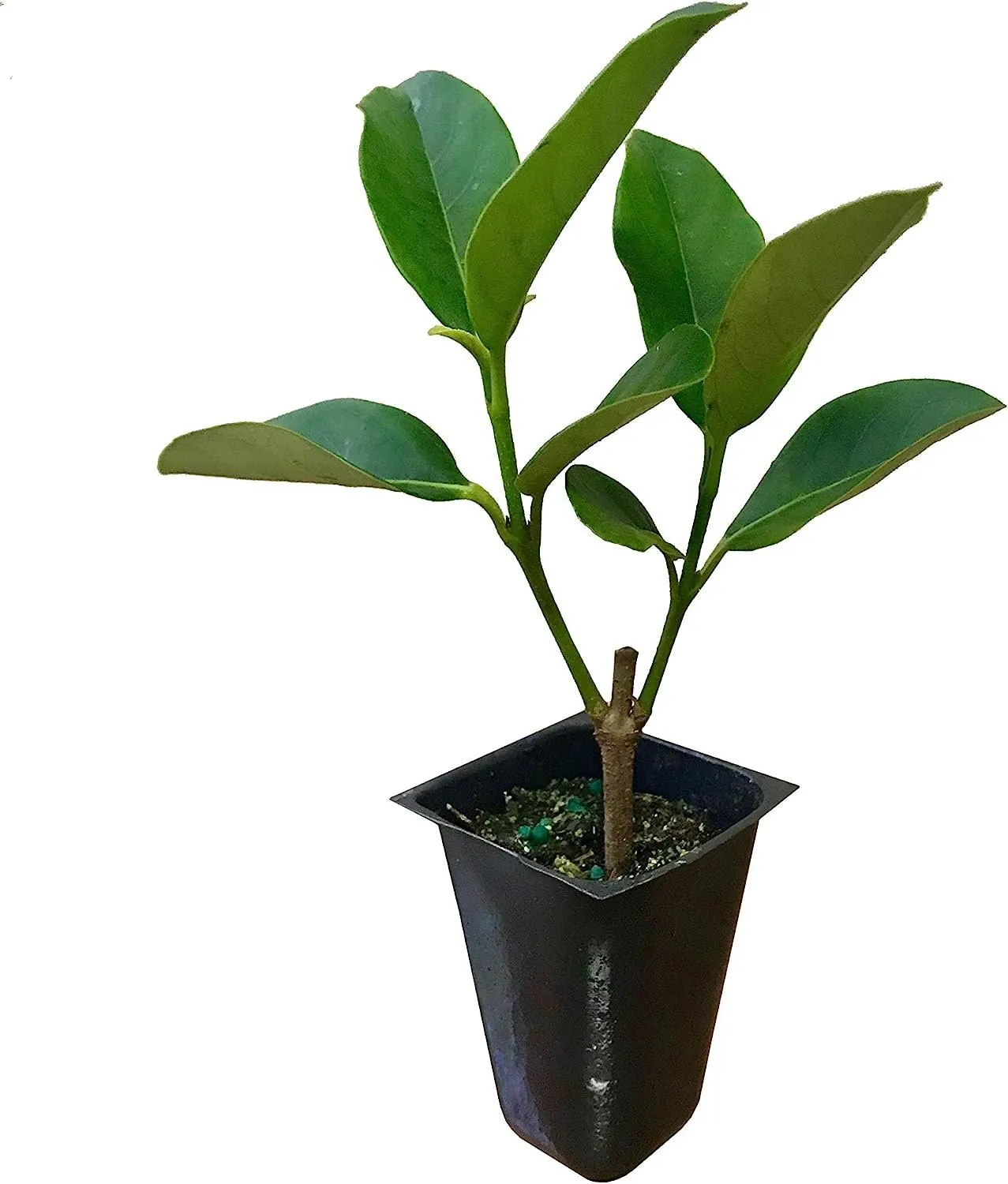 Sweet Viburnum Odoratissimum 20 Live Plants - £83.54 GBP