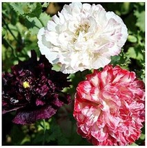 Antique Poppy Double Mix 1000 Pure Seeds - $8.35