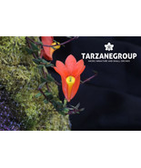 DENDROBIUM VANNOUHUYSII MINIATURE CREEPING ORCHID XXL MOUNTED - $6,012.31 MXN