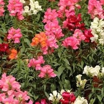 Snapdragon Majic Carpet 300 Seeds Free Shipping - $75.58 MXN