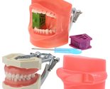 Dental Typodont Model Kilgore Nissin 200 Type Removable 32Pcs Teeth Scre... - $16.99
