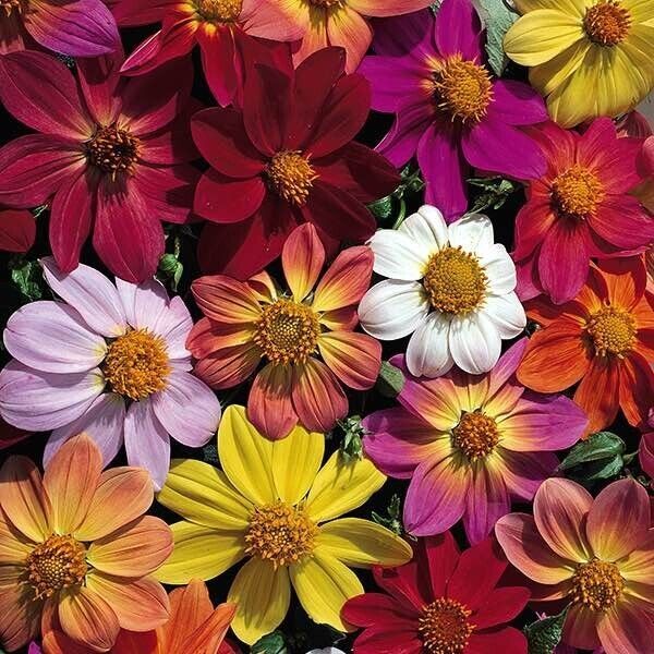 25 Victorian Mix Dahlia Seeds Flower Perennial Flower Seed Flowering Blo... - $8.98