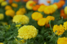 Petite French Marigold Seed Mix 249+ Seeds - $5.76