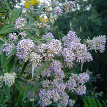 FROM US 40 Seeds Buddleia salvifolia Lavender GV18 - £27.17 GBP