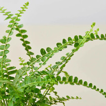 25 Seeds Lemon Button Fern Plant Fresh USA Fast Shipping - $16.50