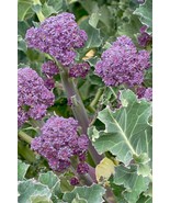 Purple Broccoli Seeds 600+ Early Purple Sprouting NON-GMO Heirloom  - £3.27 GBP