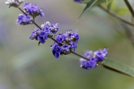 Vitex Chaste tree - Live Plants - Lilac Chasteberry - $29.67