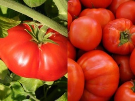 100 Ct Seeds Beefsteak Tomato Vegetable Garden HEIRLOOM NON-GMO - £9.57 GBP