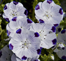 Five Spot Nemophila Seeds 100 Ct Flower Annual Wildflower - $8.99